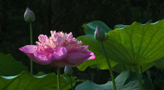 hoa-sen-lotus-chaymoc-1