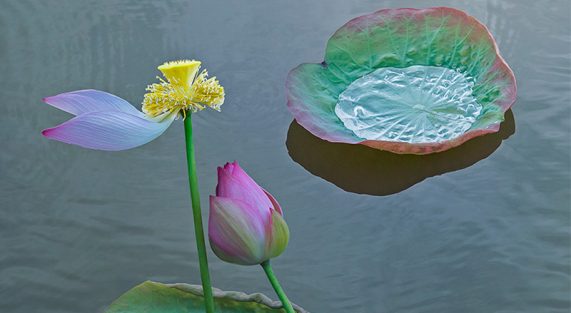 hoa-sen-lotus-chaymoc-2