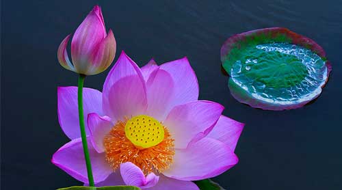 hoa-sen-lotus-chaymoc-6