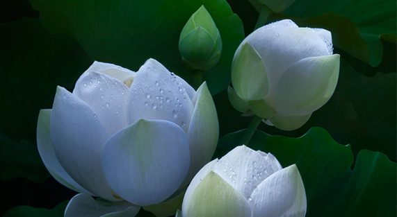 hoa-sen-lotus-chaymoc-8