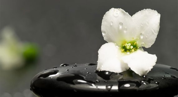 tam-tinh-lang-chaymoc