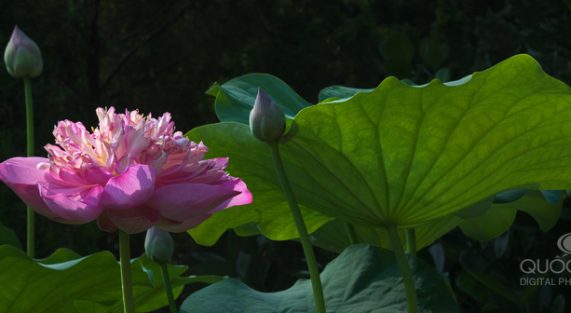 dqd_by_duongquocdinh-d53rugq