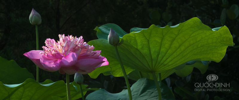 dqd_by_duongquocdinh-d53rugq