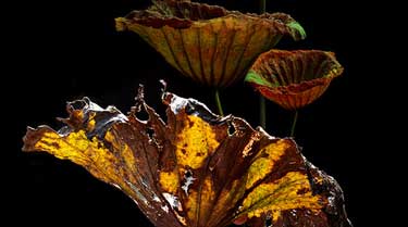 hoa-sen-lotus-chaymoc-7