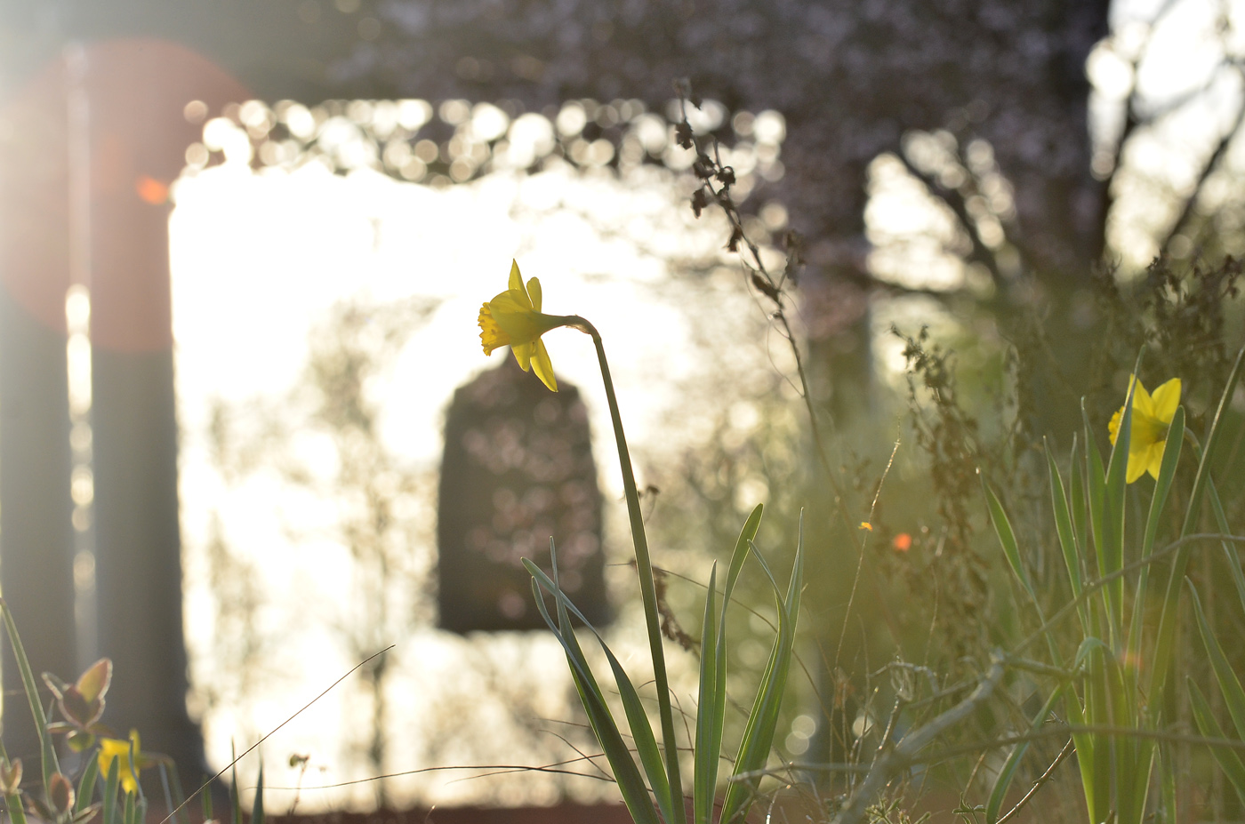 thương yêu - Thích Nhất Hạnh