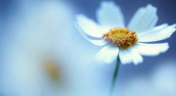 mục-đích-của-việc-lập-gia-đình