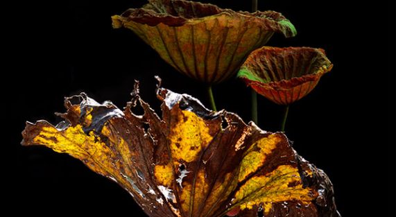 hoa-sen-lotus-chaymoc-7