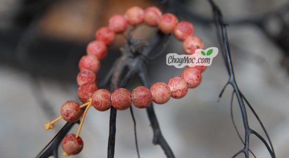 vong-tay-san-ho-do--chaymoc