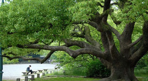 Cinnamomum-camphora-5