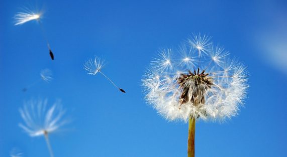 Cánh bồ công anh