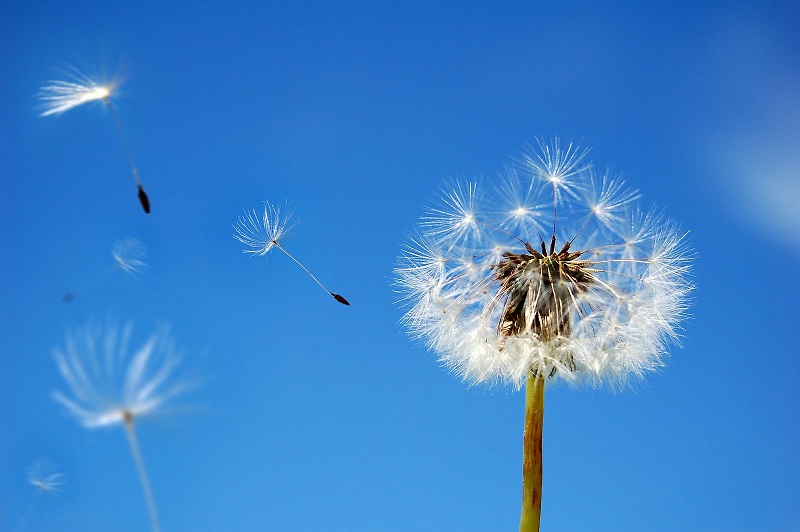 Cánh bồ công anh