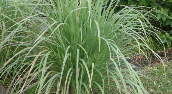 il_fullxfull.79084964