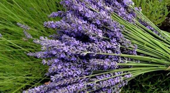 lavender-flower-25-wide-wallpaper