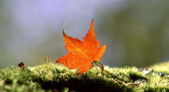 Có ai thoát được cái chết?