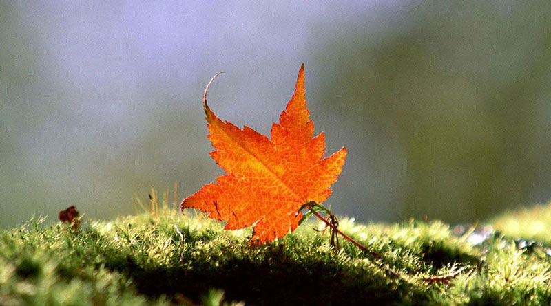 Có ai thoát được cái chết?