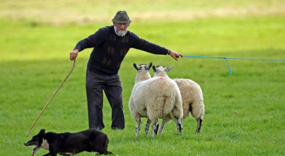 Vị quan sáng suốt