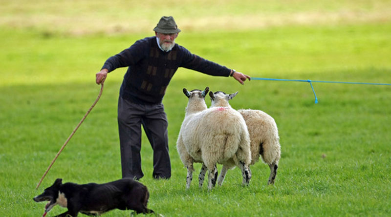 Vị quan sáng suốt