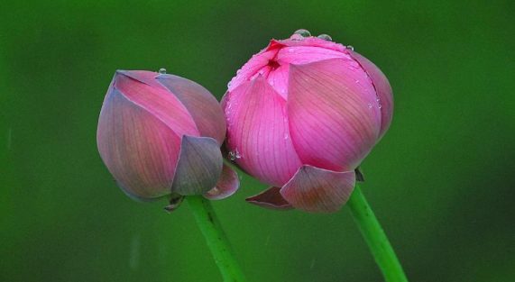 Thương ghét phàm tình