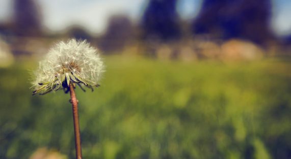 Sự thật và giả dối