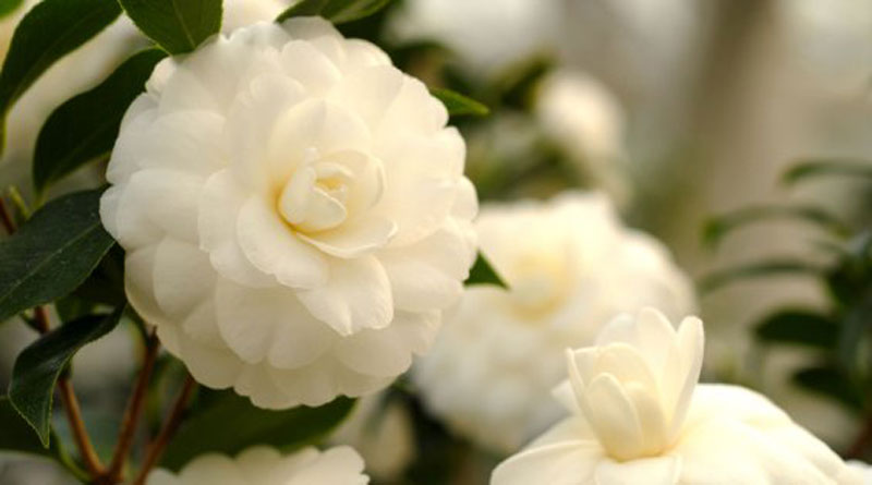 Hoa trà trắng tinh khôi chay mộc