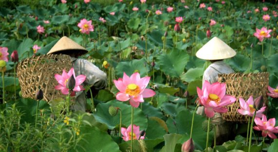 Kiếp người phù sinh chay mộc