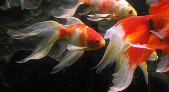 Tản văn chay mộc