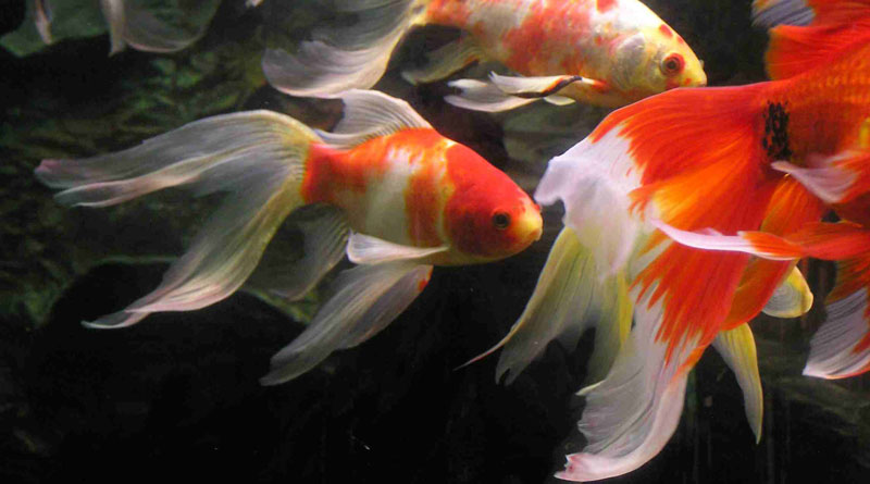 Tản văn chay mộc