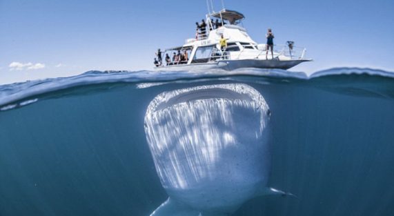 Con người có thực là loài động vật thông minh nhất Chay Mộc