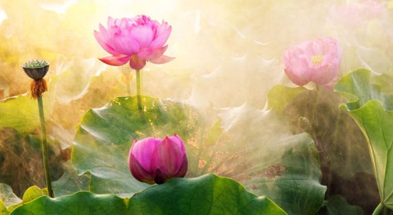 Hại người là hại mình chay mộc