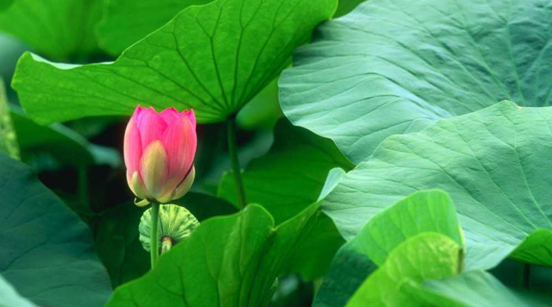 Nhân sinh là một bể phù dung Chay Mộc