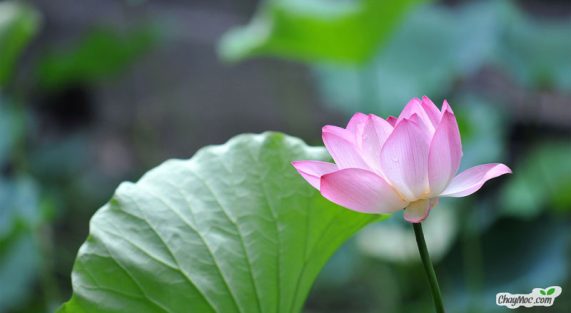 Khi bạn cảm thấy áp lực quá lớn, bạn cần tập cho mình thảnh thơi