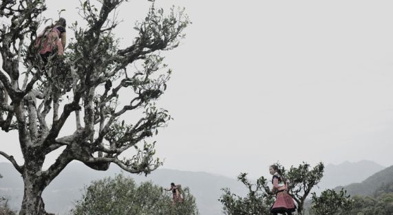 Trà cổ thụ Tà Xùa Chay Mộc