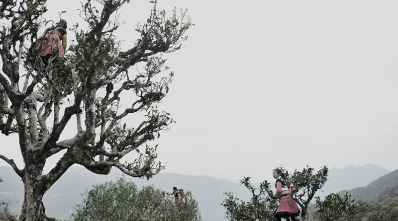 Trà cổ thụ Tà Xùa Chay Mộc