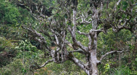 Trà Shan Tuyết cổ thụ Chay Mộc