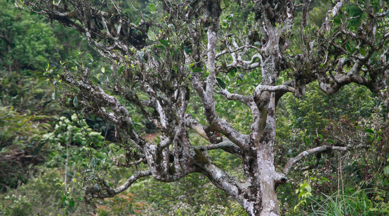 Trà Shan Tuyết cổ thụ Chay Mộc