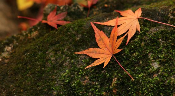 Hiện tại là giây phút tuyệt vời chay mộc