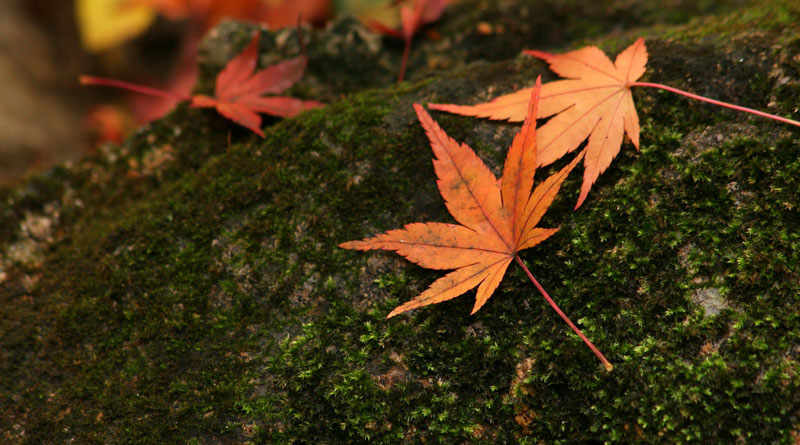 Hiện tại là giây phút tuyệt vời chay mộc