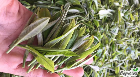 Trà cổ thụ Tà Xùa Chay Mộc