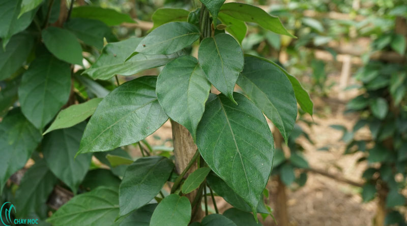 Trà dây thìa canh lá to