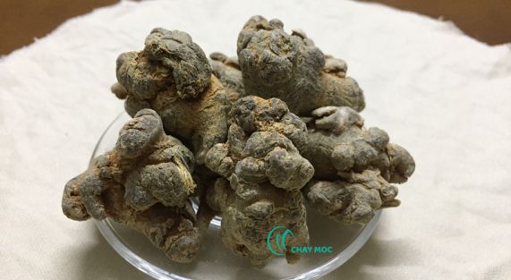 Tam thất có thể hỗ trợ điều trị bênh tim mạch hiệu quả